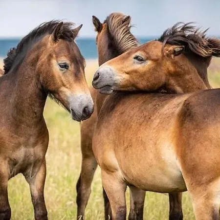 بيت للعطل Quiet In House By The South Funen Archipelago *