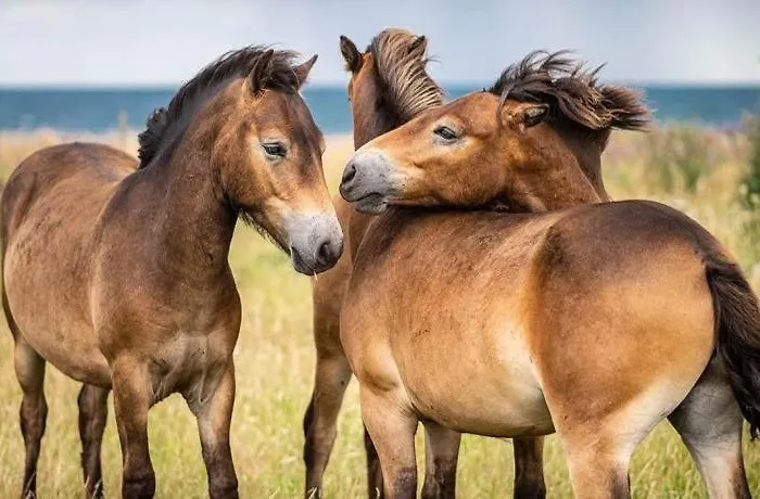 Prázdninový dům Quiet In House By The South Funen Archipelago *